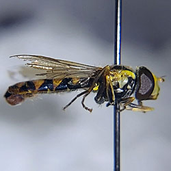 Sphaerophoria bankowskae